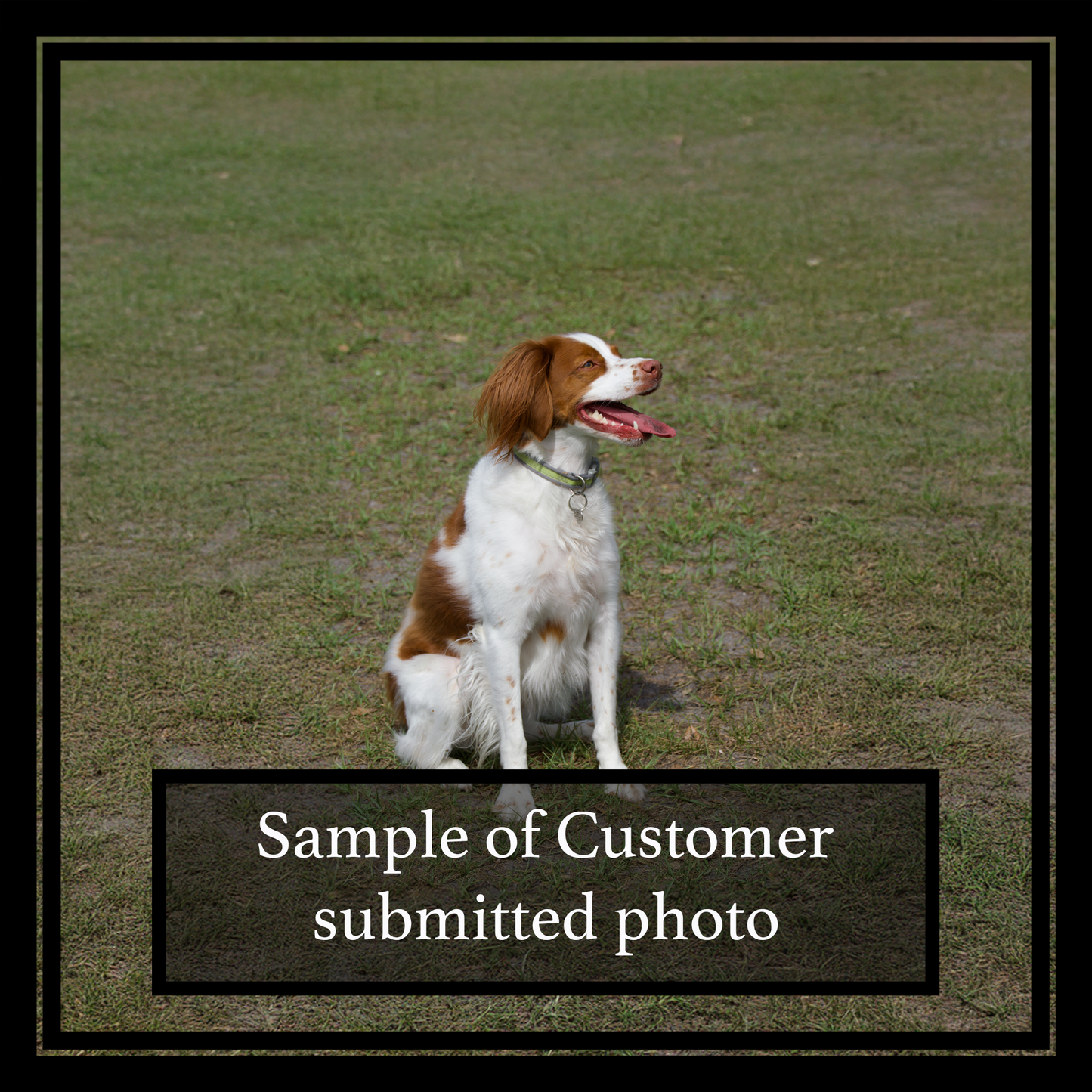 Dog sitting on a grassy field with text 'Sample of Customer submitted photo' at the bottom.