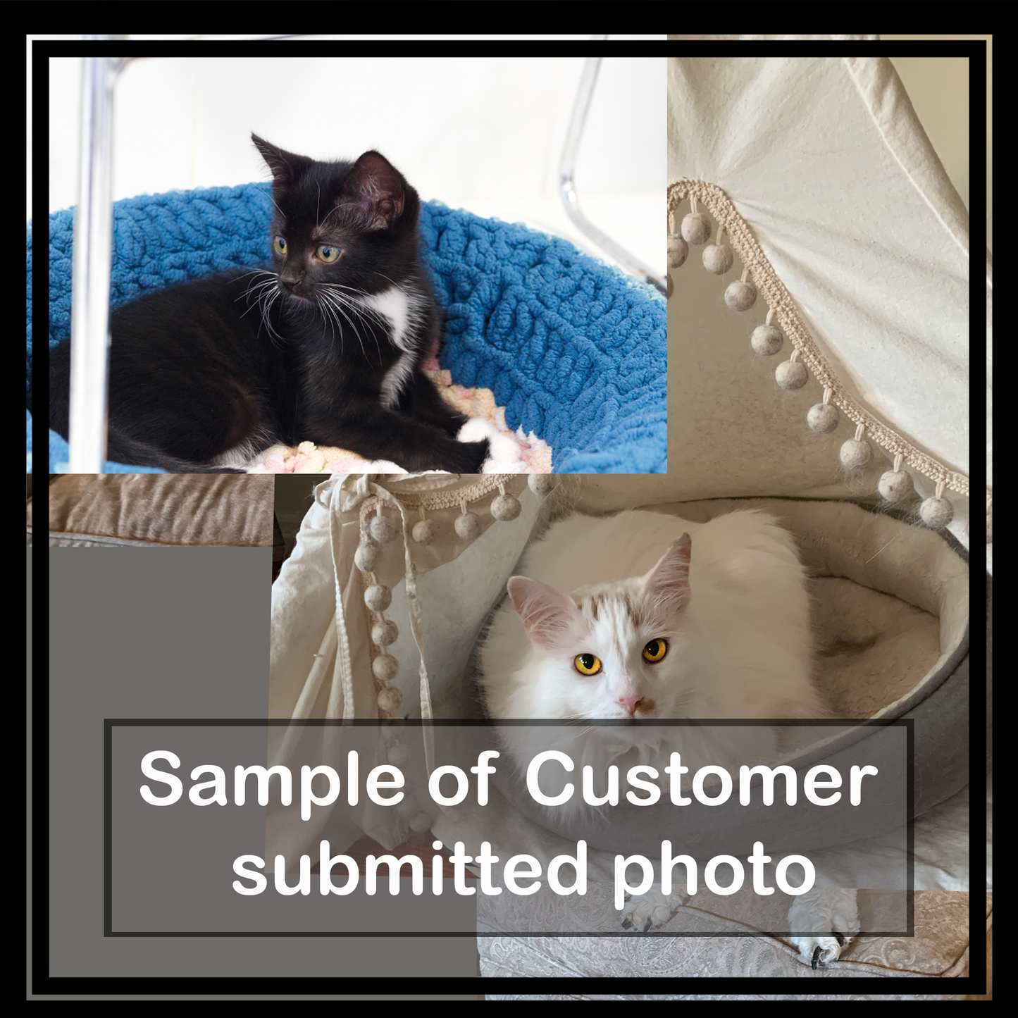 Chihuly Bowl Reflection Background (1–3 Pets)