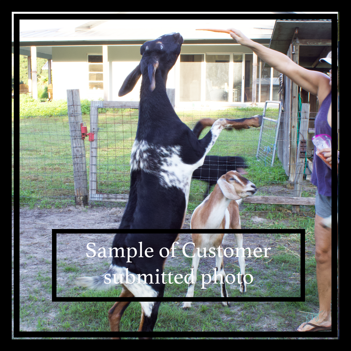 Goat standing on its hind legs reaching for food, with a person in the background. Text indicating 'Customer submitted photo'