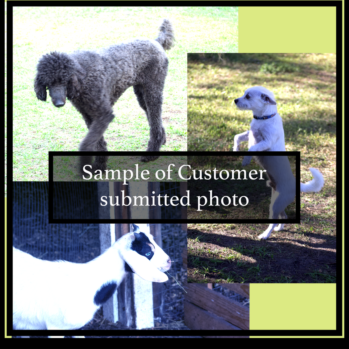 Collage of dogs and a goat with text 'Sample of Customer submitted photo' on a green background.