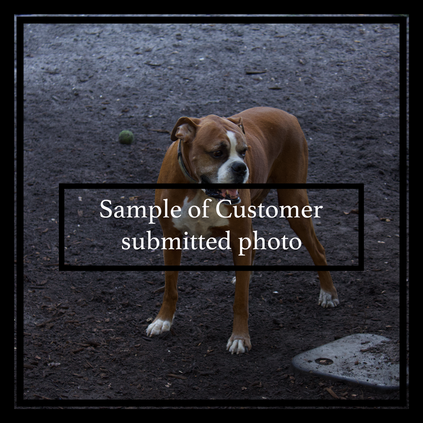 Dog standing on a dark ground with text overlay 'Sample of Customer submitted photo'.