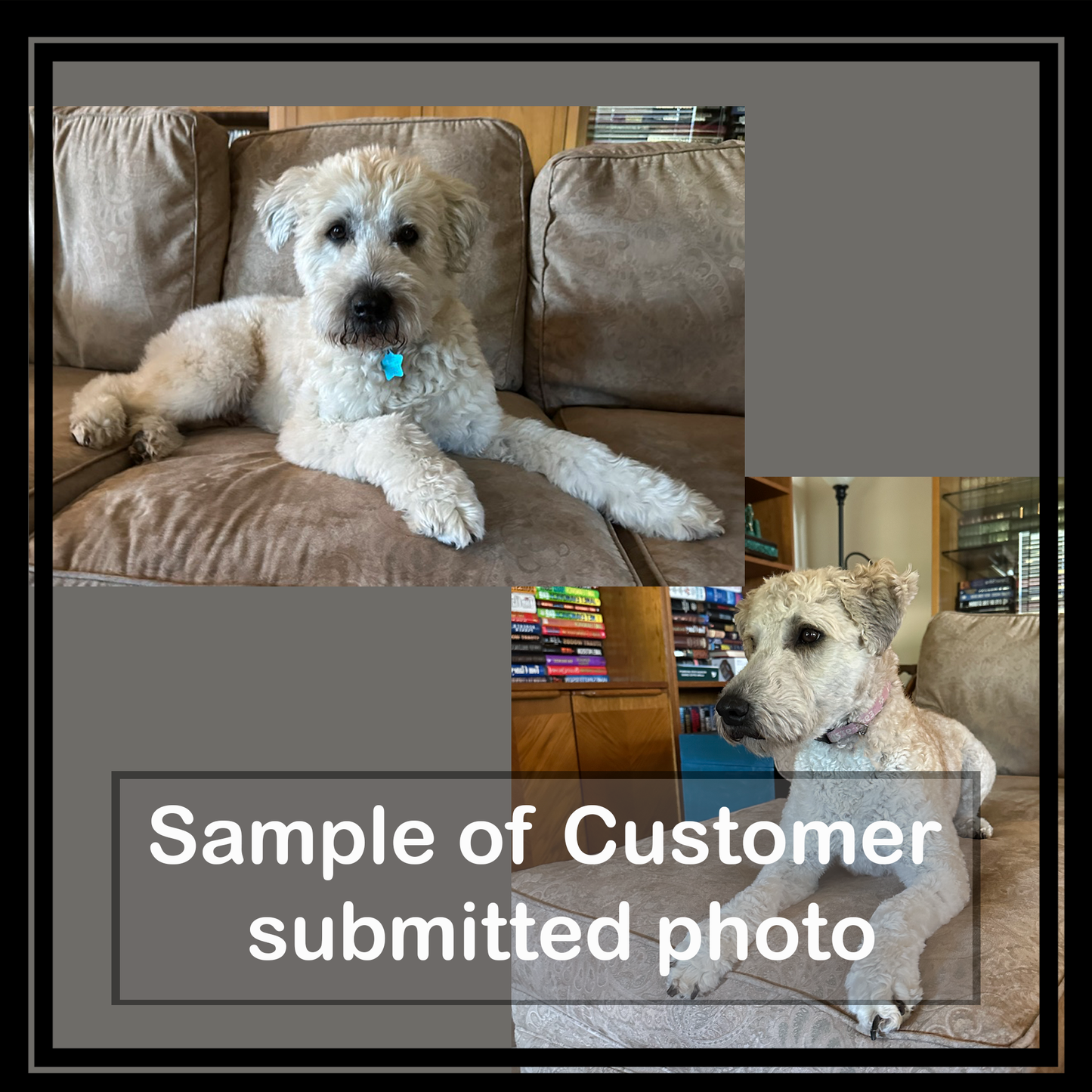 Glossy Black Reflection Background (1–3 Pets)