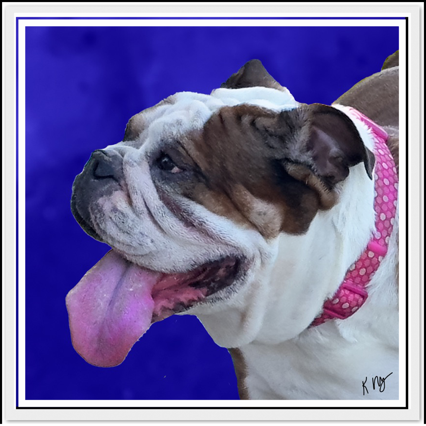 Pet/s on a blue background in a white frame