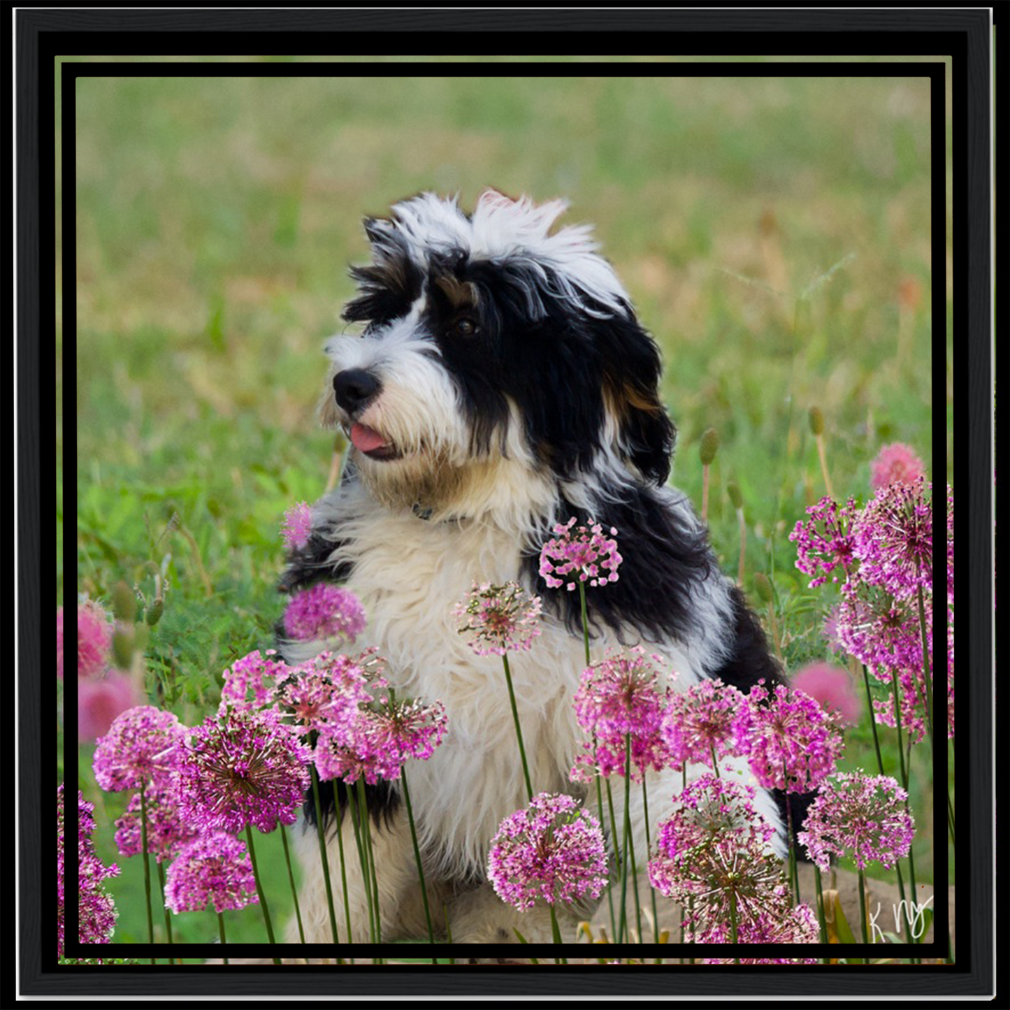 Scenic Purple Flower Field Background (1–3 Pets)