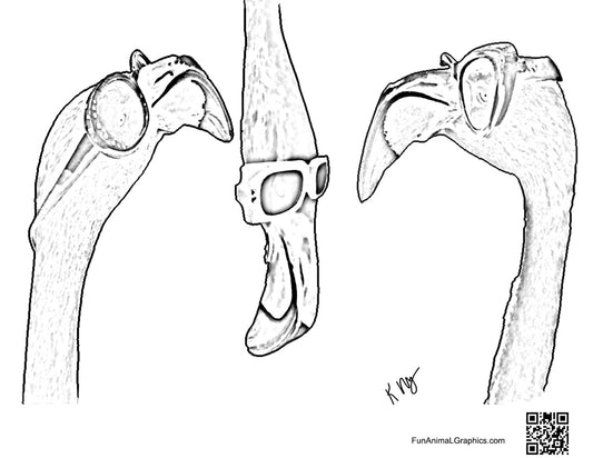 Free "Flamingo Heads" Coloring Page - link sent to your email for download with check out.  No purchase necessary.