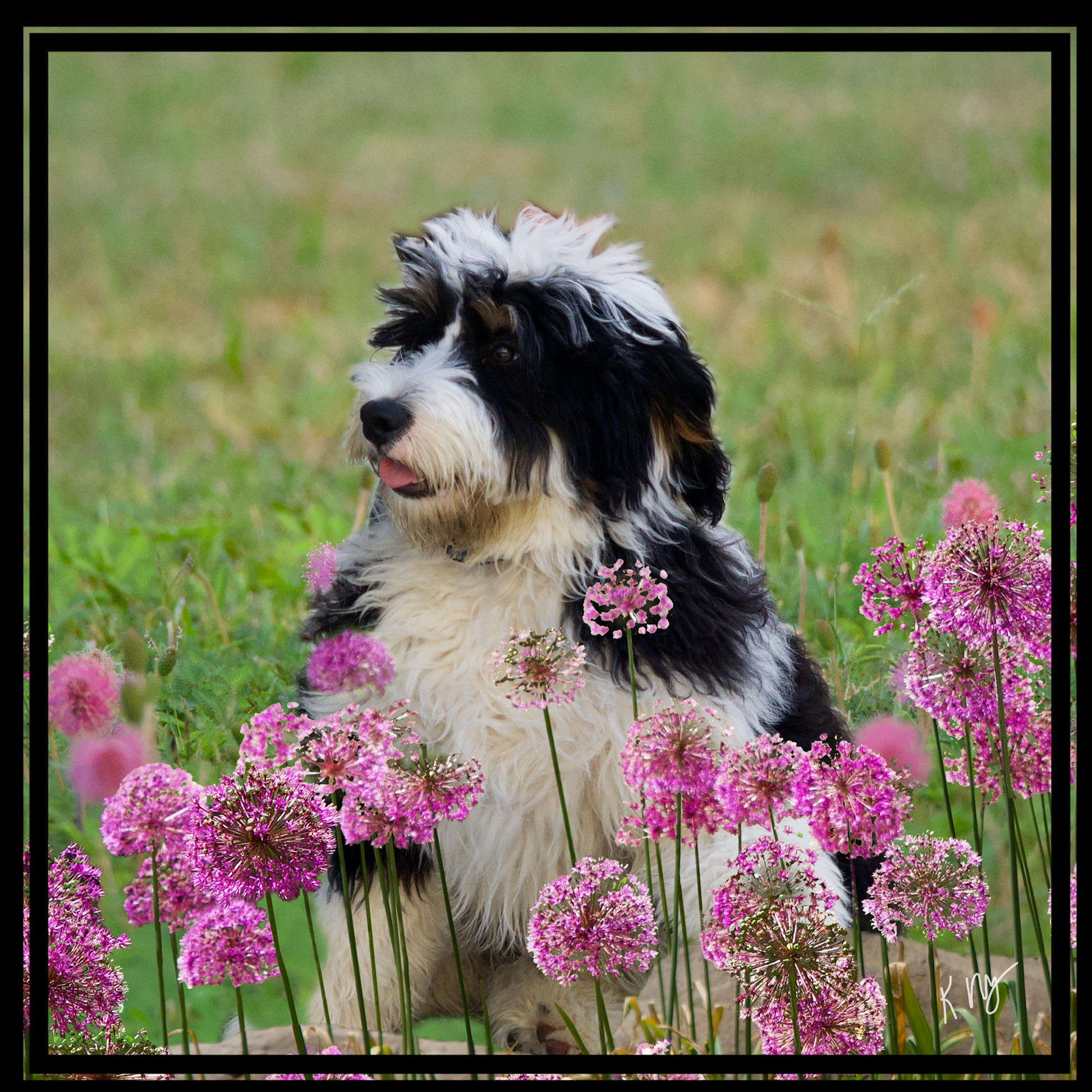 Custom Pet Portrait featuring pets among blooming flowers in a scenic landscape.