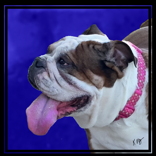 Your pet/s on a Minimalist Bold Blue background.