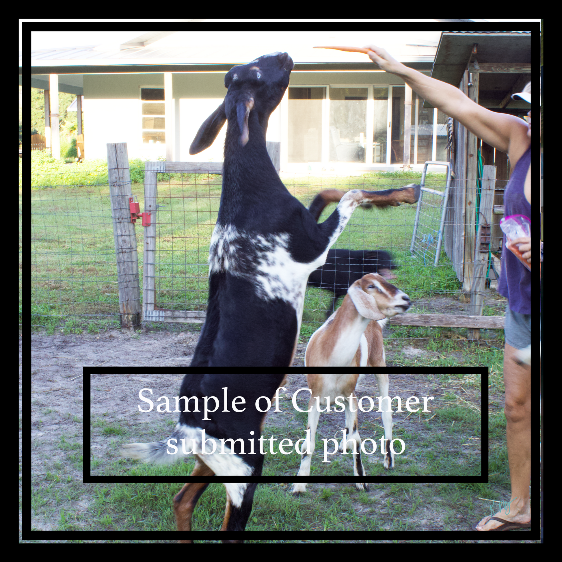 Goat standing on its hind legs reaching for food, with a person in the background.  Text indicating 'Customer submitted photo'