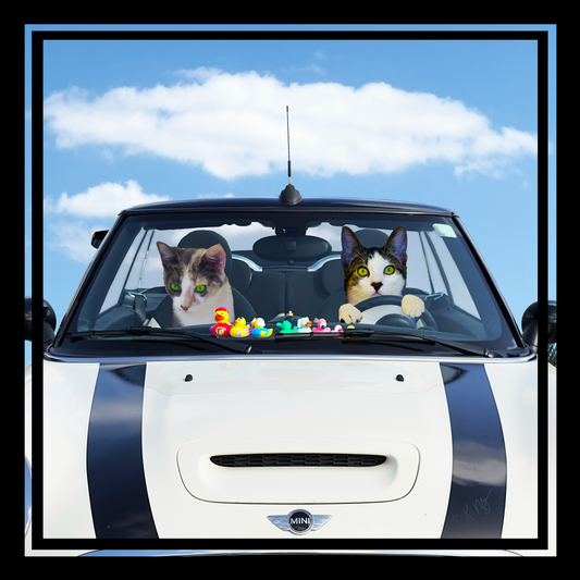 Playful Mini Cooper Car Background (1–3 Pets)