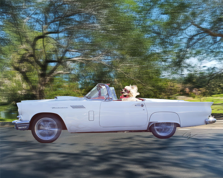 Pet Portraits-Fun or Classic