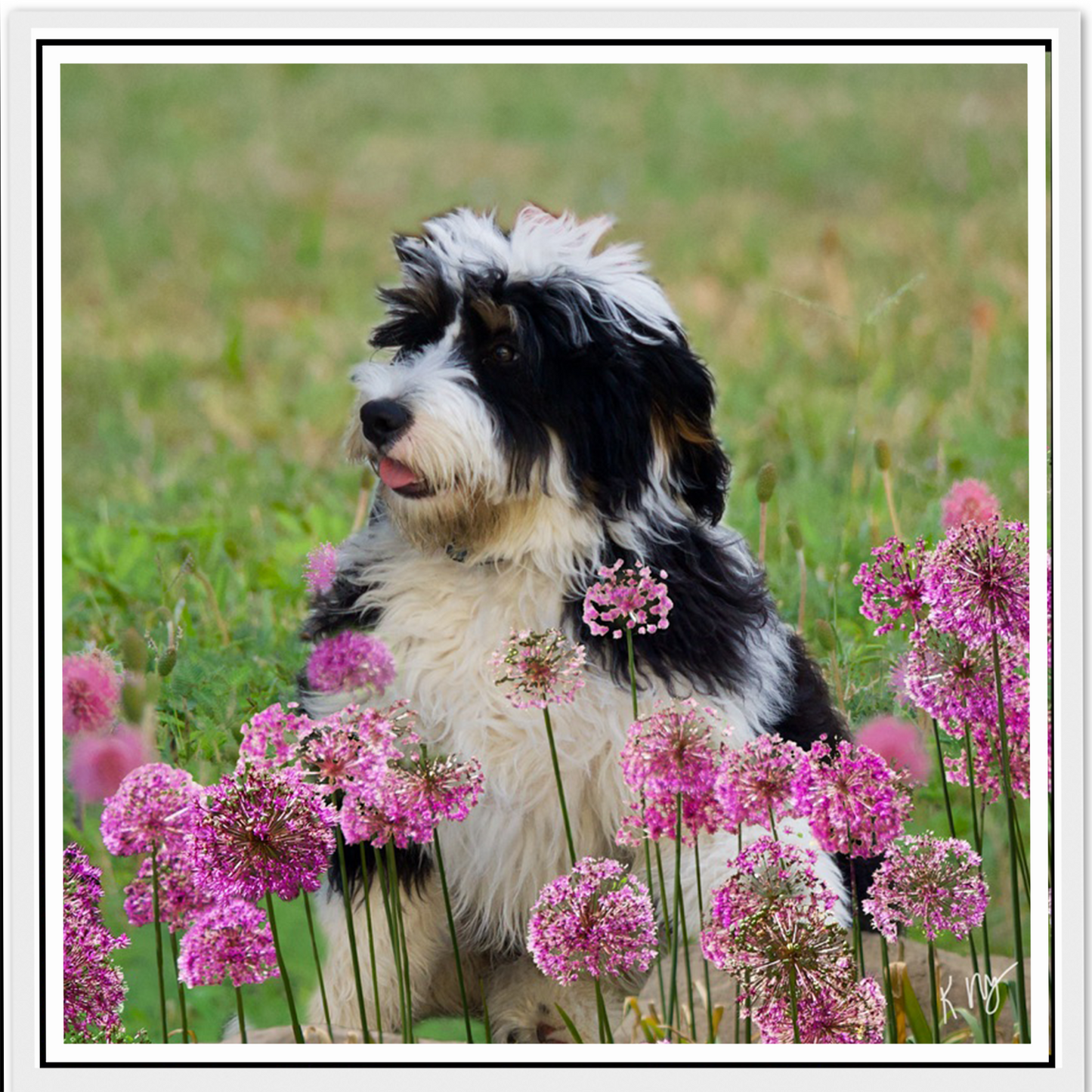 Scenic Purple Flower Field Background (1–3 Pets)
